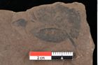 Foto (Detailansicht) von Glyptostrobus europaeus Brongniart (NHMW-GEO-2024-0188-0173)